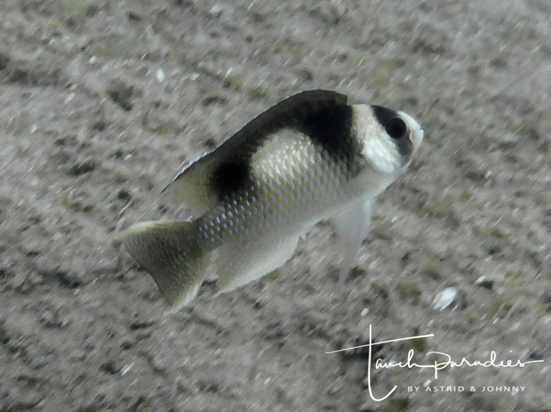 Adult