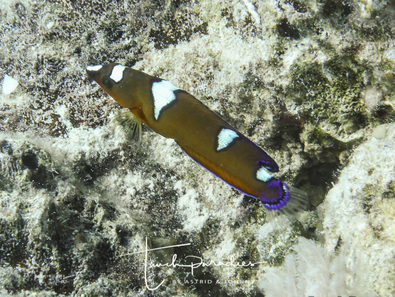 Juvenile