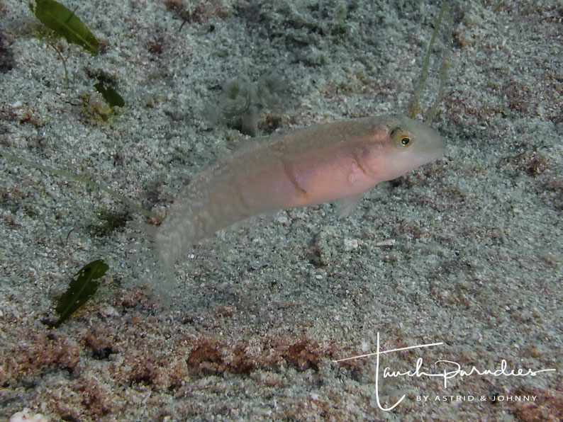 Juvenile 