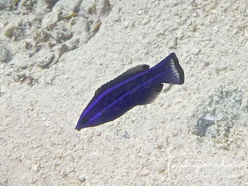 Juvenile 