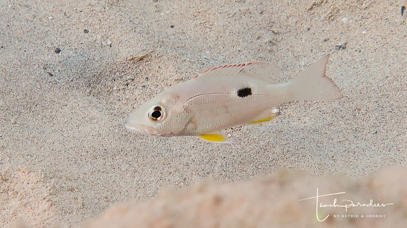 Juvenile 