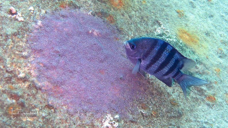 Color of the male when guarding an egg clutch
