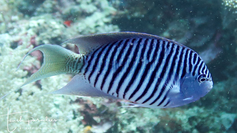 Male