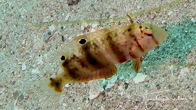 Juvenile