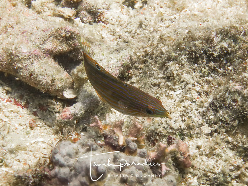 Juvenile