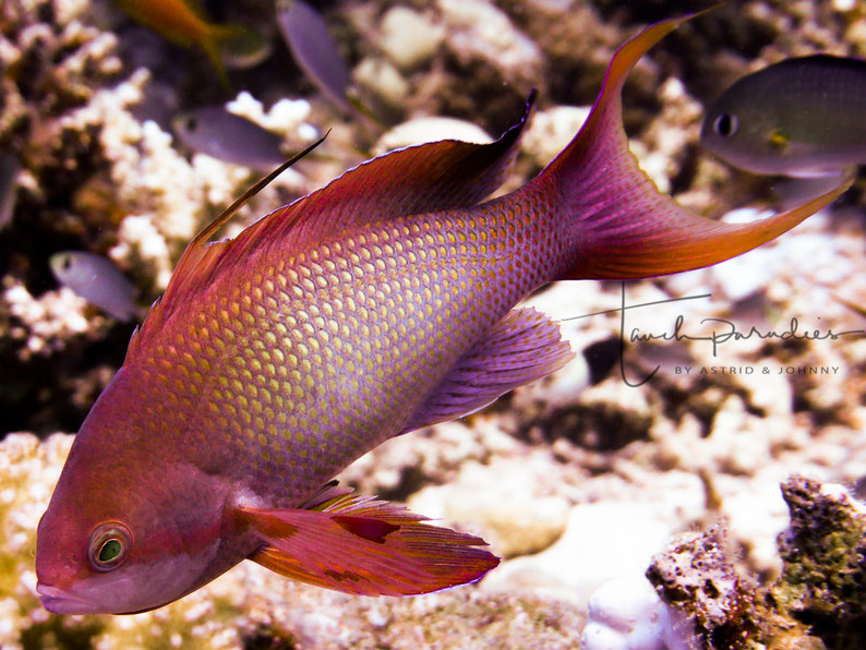 Male