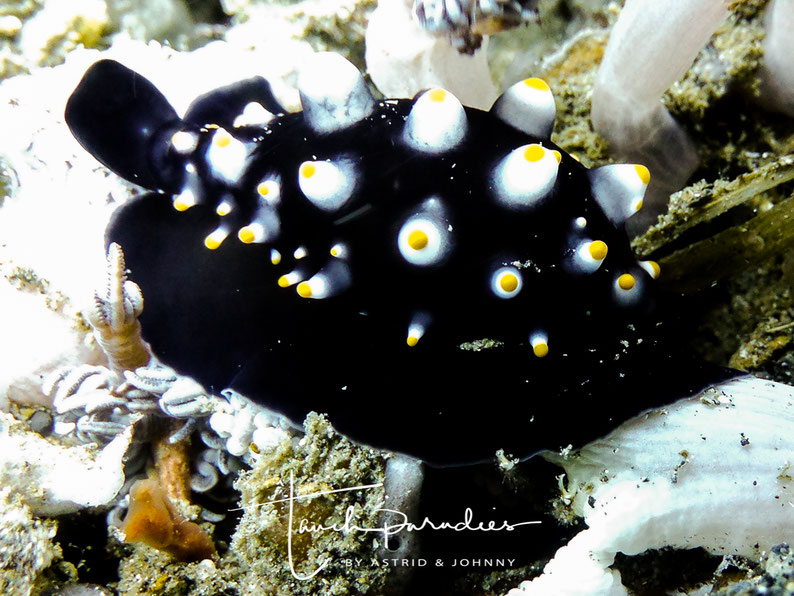 Juvenile