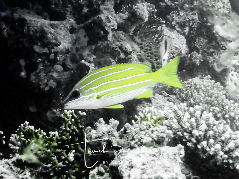 Juvenile