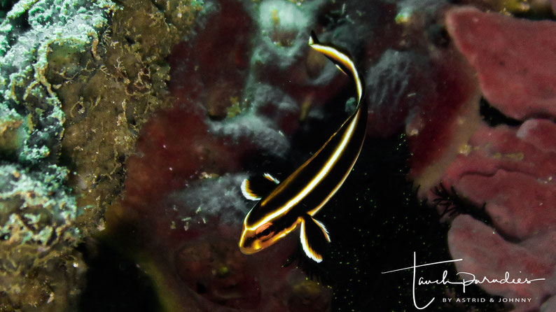 Juvenile