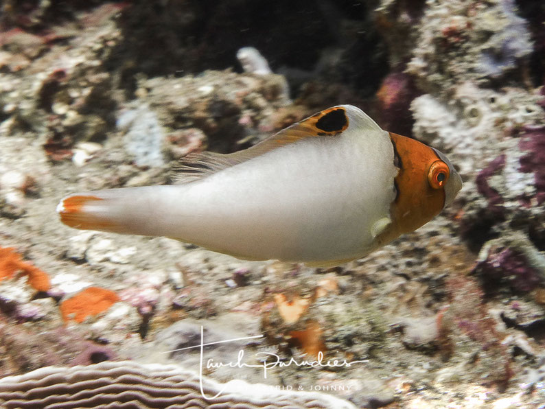 Juvenile