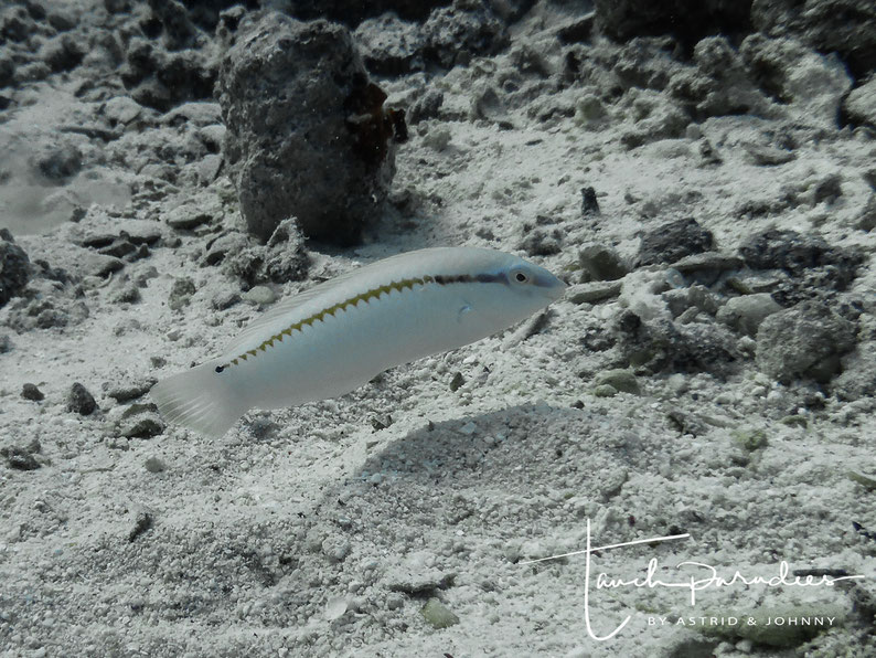 Juvenile 