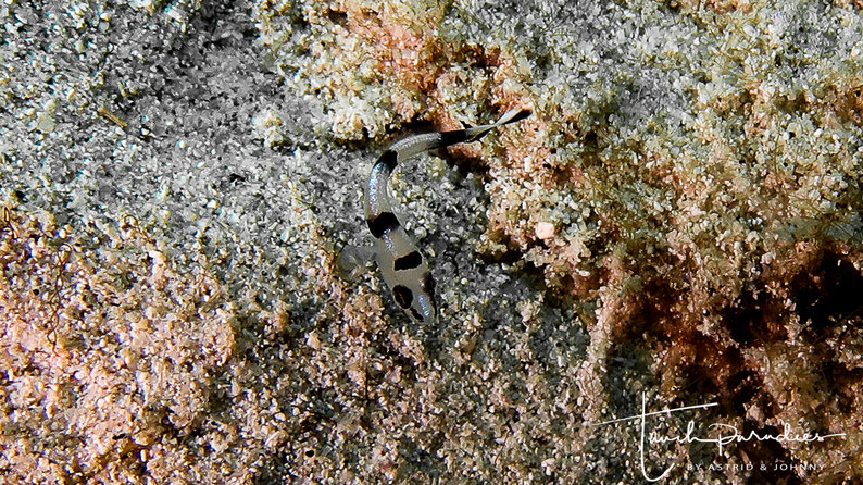 Juvenile