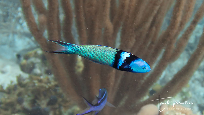 Adult
