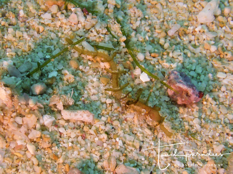 Juvenile ca 4 cm