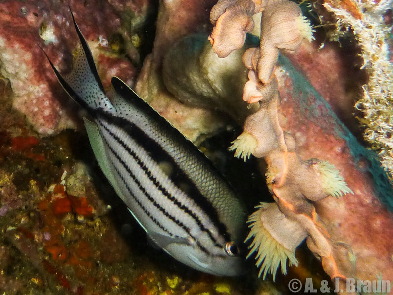 Female