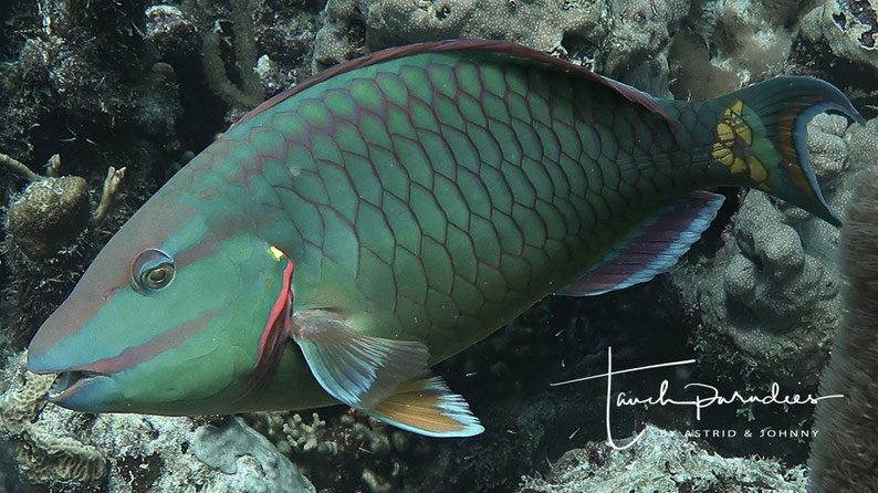 Male