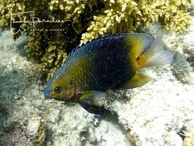Adult