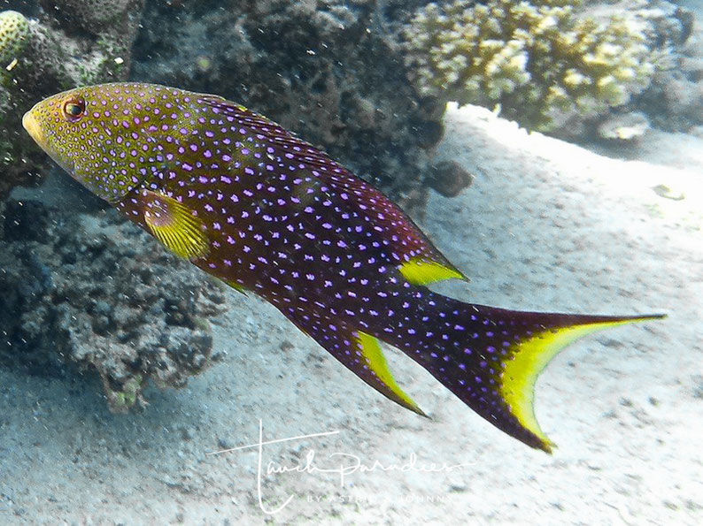 Adult
