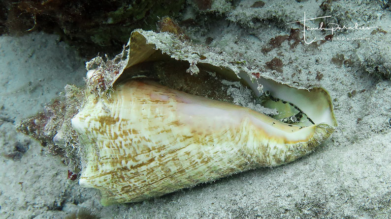 Juvenile