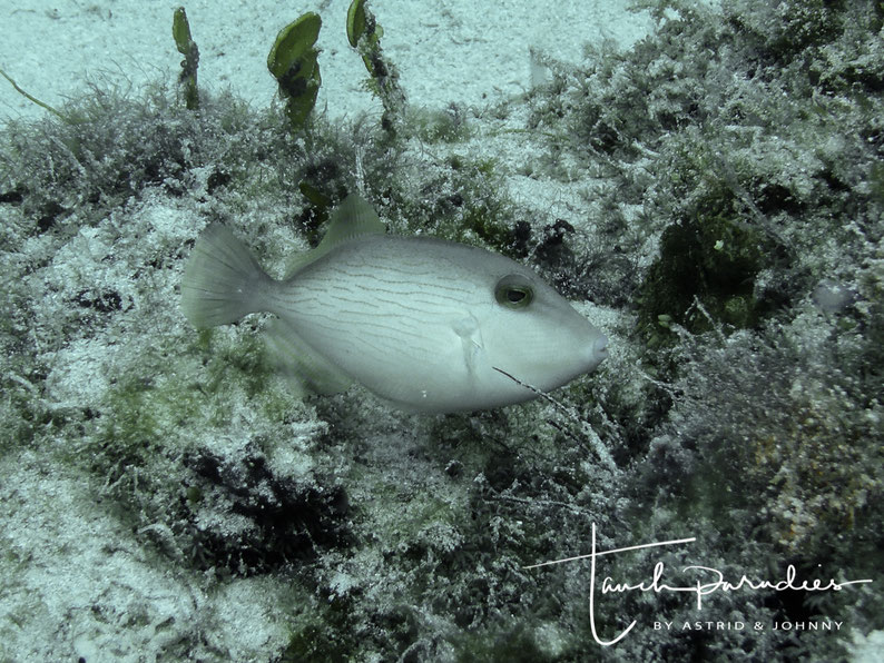Juvenile