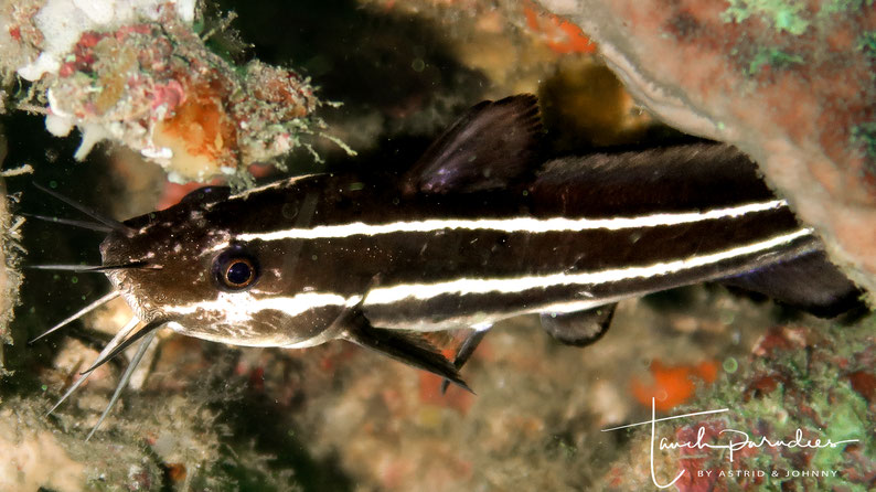 Adult