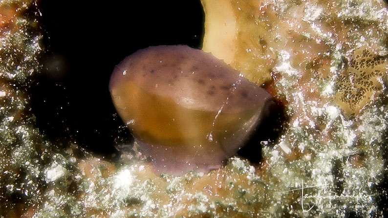 With its light-colored, transparent coat