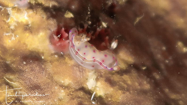 Juvenile