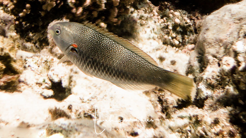 Female