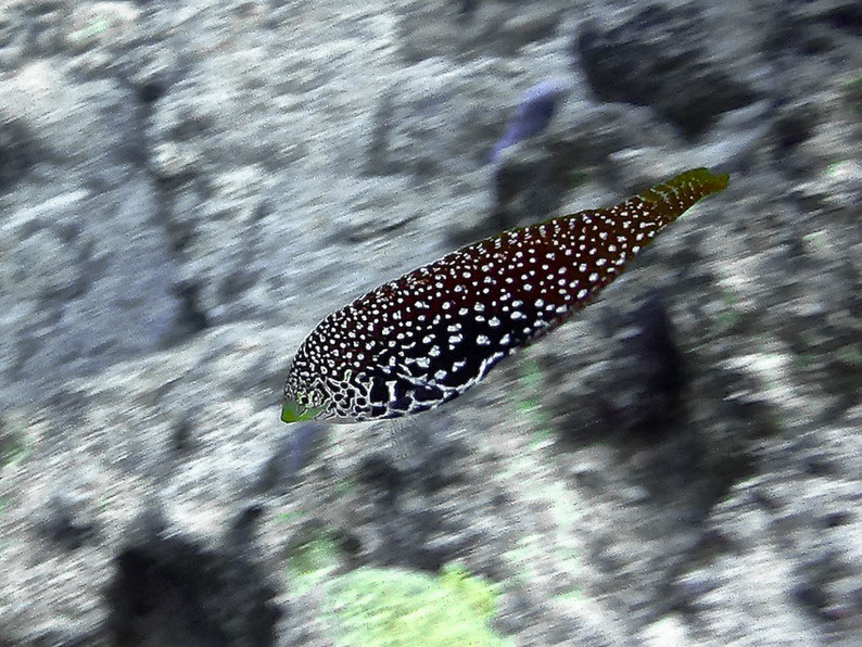 Female