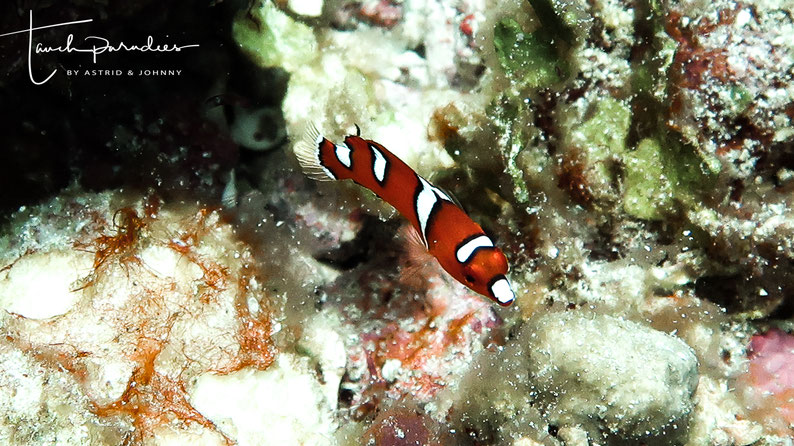 Juvenile 