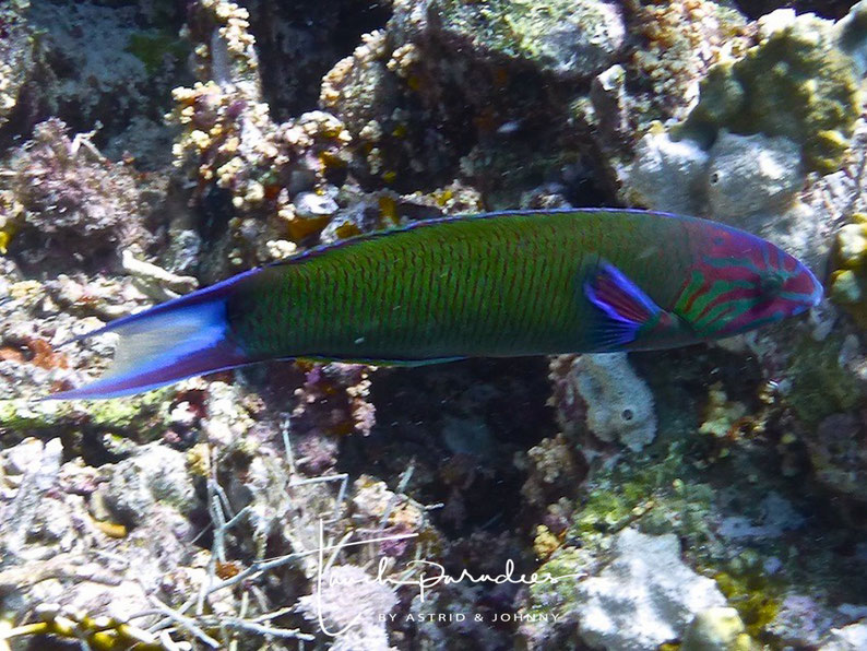 Male