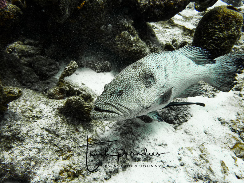 Adult