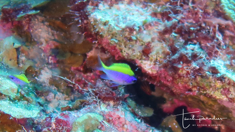 Juvenile