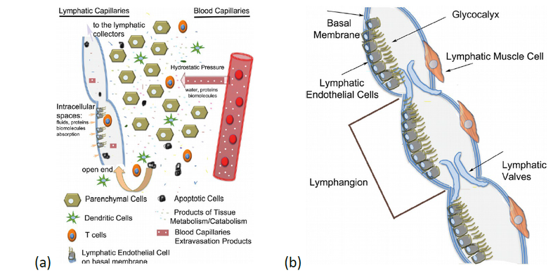 (a) Schematic of lymph formation ; (b) schematic of lymphatic collectors (from Hansen et al.)