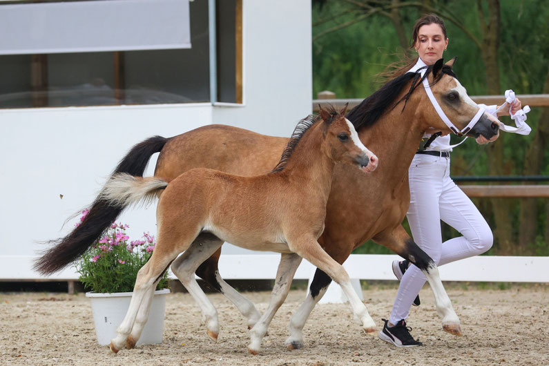 Oostdijk's Ceridwen Maybelline, Keur, Preferent with her 2025 filly foal Oostdijk's Ceridwen Melian (Islyn Derwyn) both received an First Premium and an invitation to the National Mare Show in August (picture by Kim Renders Fotografie)