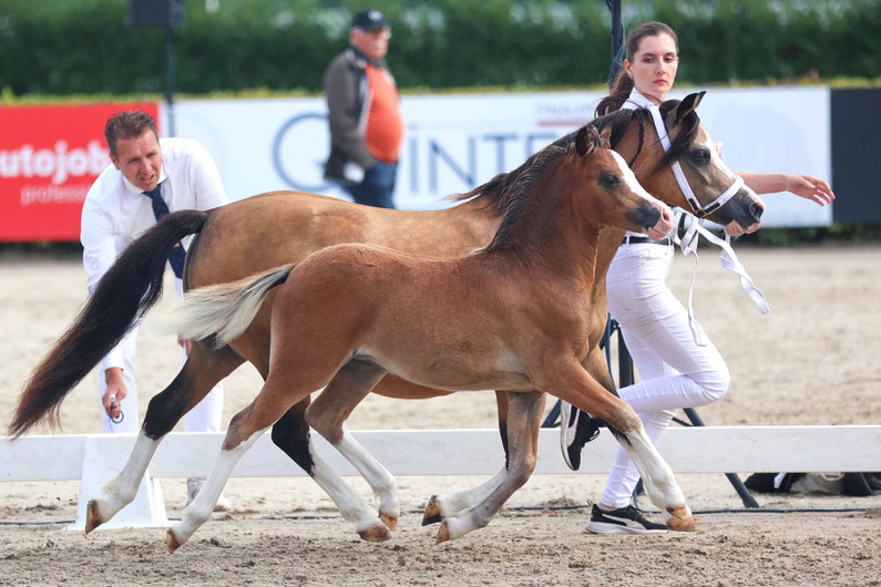 Oostdijk's Ceridwen Maybelline, Keur, Preferent with her 2025 fillyfoal Oostdijk's Ceridwen Melian (Islyn Derwyn) becoming National Reserve Foal Champion at de CK in Putten (NL).