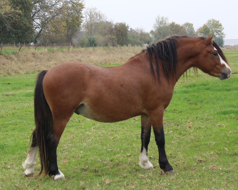 Our strong two year old colt: Beukenhofs Boyd (Beukenhofs Jayson x Vinkenhofs Serenity, Keur) we are expecting 3 foals by him in 2026.