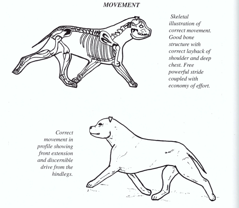 Movimento Staffordshire Bull Terrier