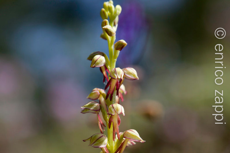 Orchis Anthropophora (L.) All., 1785