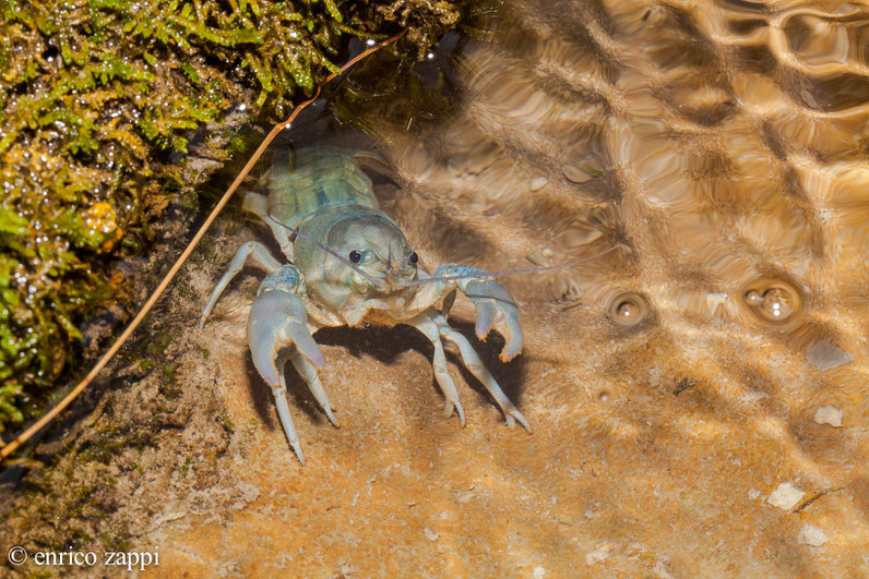 Gambero di fiume (Austropotamobius pallipes Lereboullet, 1858), vive nei ruscelli e torrenti particolarmente ossigenati con letti ghiaiosi e/o sabbiosi. E' una specie considerata in pericolo e quindi va oltremodo salvaguardata.