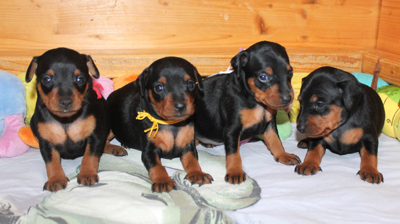 welpen zwergpinscher deutscher pinscher hamburg niedersachsen züchter