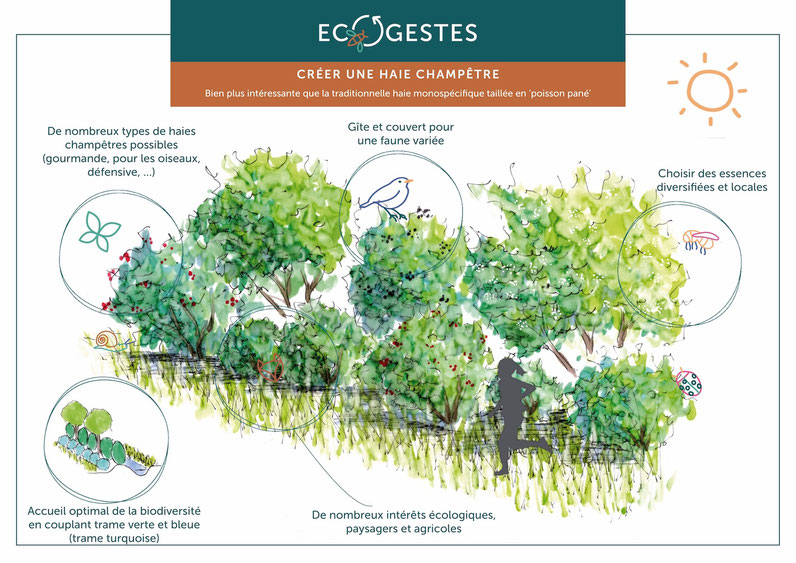 Créer une haie champêtre