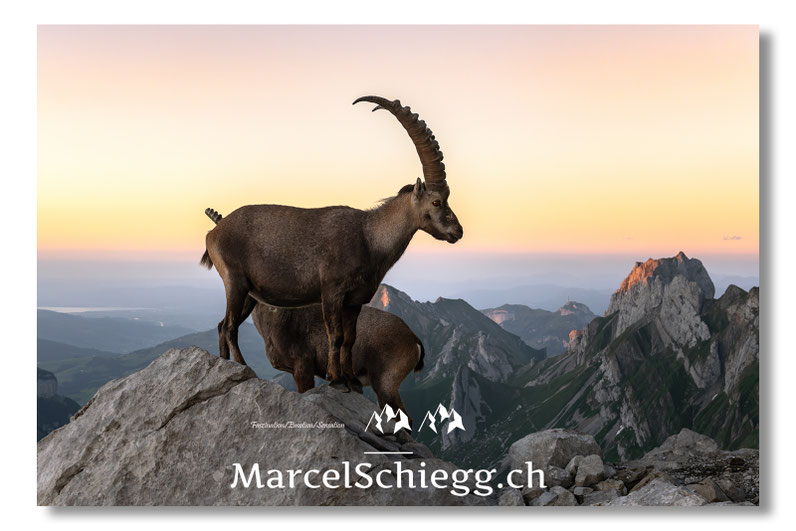 Steinböcke, Alpensteinbock