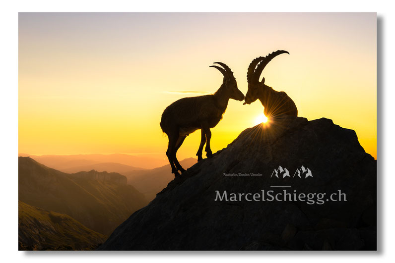Leinwandbilder-Steinböcke, Alpensteinbock, Leinwandbild Steinbock