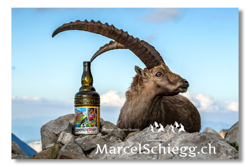 Leinwandbilder-Steinböcke, Alpensteinbock, Leinwandbild Steinbock