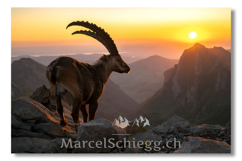 Marcel Schiegg Fotografie, Steinbock, Alpstein, Wandbild, Alpsteinbilder