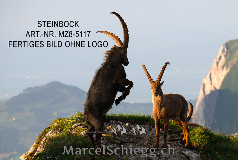 Steinböcke, Wandbild