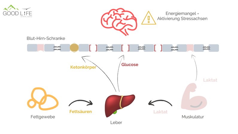 Good Life Blog: Brain Food - Energiequellen & Nährstoffe für ein leistungsfähiges Gehirn und gute Denkleistung