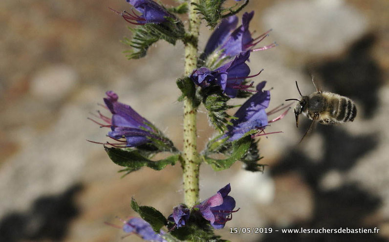 Anthophora plumipes mâle sur une vipérine, Cévennes