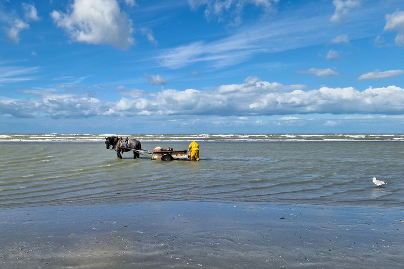 Garnelen fischen mit Pferd